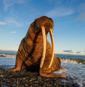 pacific-walrus